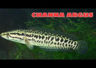Leopard Snakehead Fish - A to Z Guide for Beginners