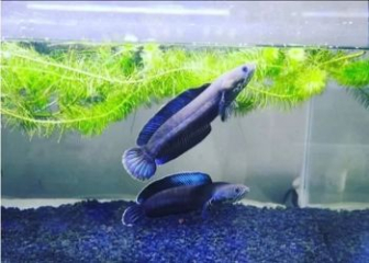 Channa Andrao Snakehead Fish - Beautiful Bluefin Rainbow Snakehead Fish