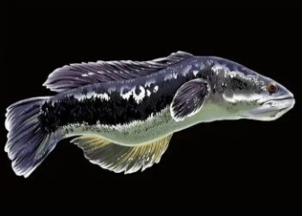 Thai snakehead fish - Learn about characteristics and detailed breeding methods