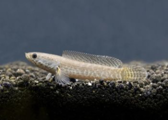 Channa gachua - The oldest ornamental snakehead fish