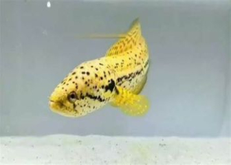 Snakehead fish Channa Bankanensis - Characteristics, habits and care