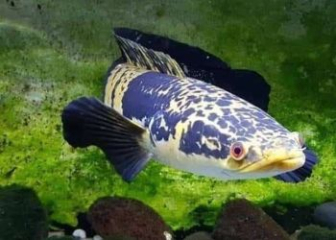 Snakehead fish Channa marulius - Detailed care from A to Z