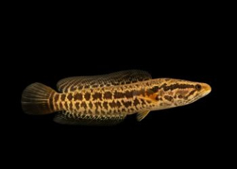 Banana fish (Channa maculata) - Characteristics, habits, how to raise