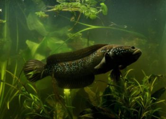 Green Pearl Snakehead Fish (Channa Asiatica) - Care Guide