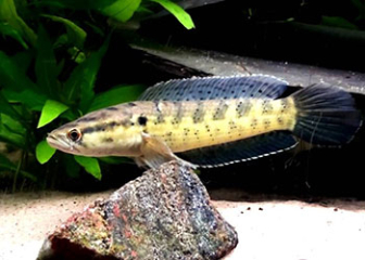 Snakehead fish Channa punctata - Simple and successful fish farming tips