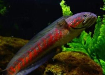 Channa amphibius - The most primitive and expensive snakehead fish