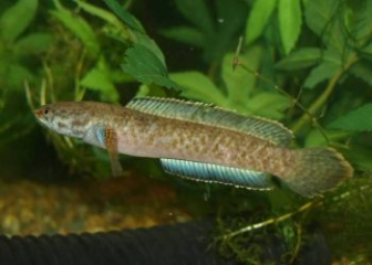Channa burmanica - Dwarf snakehead endemic to Myanmar