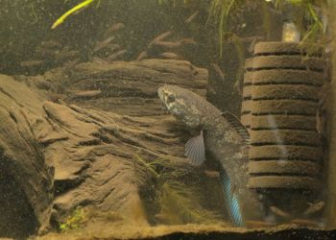 Snakehead fish Channa harcourtbutleri - A to Z guide on how to raise it