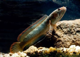 Snakehead fish Channa orientalis - Origin, habits, care