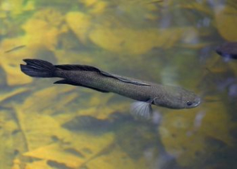 Snakehead fish Channa melasoma - The most successful fish care tips
