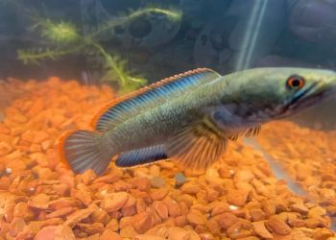 Ninh Binh Bluefin Snakehead Fish - Beautiful ornamental snakehead fish of Vietnam