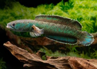 Channa royi - Snakehead fish endemic to the Indian Ocean