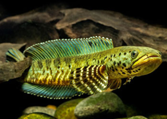 Channa stiktos - Dwarf snakehead fish with a sparkling appearance