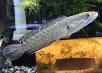 Snakehead fish Channa rara - Habits, care from A to Z