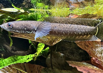 Snakehead fish Channa cyanospilos - Characteristics, how to raise fish to have beautiful colors