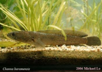 Snakehead fish Chana baramensis - Endemic to Borneo Island