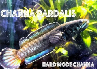 Snakehead fish Channa pardalis - Tips to help fish have the most beautiful color