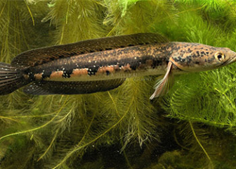 Snakehead fish Channa pseudomarulius - Characteristics, habits, how to raise