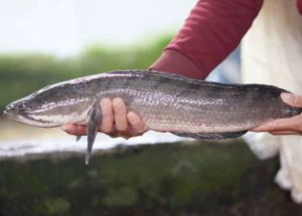 Black snakehead fish - Detailed instructions on how to raise fish for high productivity