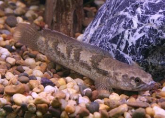 Snakehead fish Channa quinquefasciata - Instructions for raising max size fish