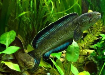 Snakehead fish Channa torsaensis - Care guide from A to Z