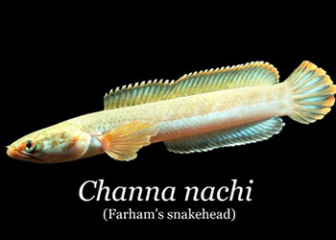 Channa nachi Snakehead Fish - New Snakehead Fish Species Discovered in 2025